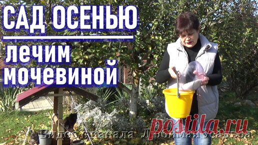 Обработка сада осенью концентрированной мочевиной. Зачем нужна, как приготовить раствор, как обрабатывать Чем опрыскать сад осенью от болезней и вредителей. Поможет мочевина. 
Раны на деревьях Лечение ран на деревьях монтажной…
