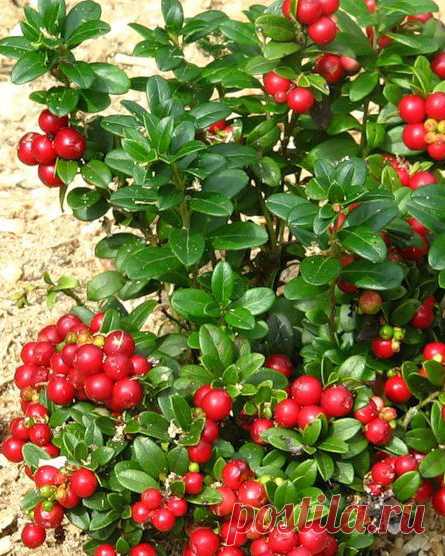 Клюква садовая – 6 самых популярных сортов