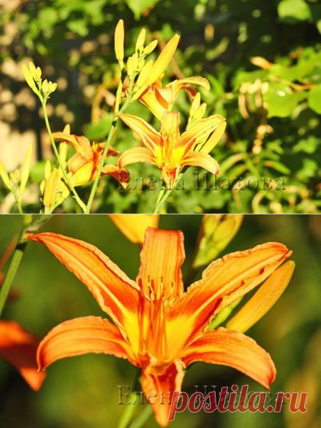 Жить интересно! - Деревня