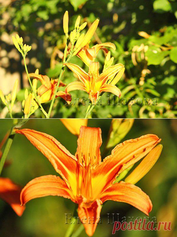 Жить интересно! - Деревня