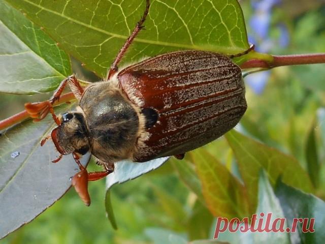 Хрущ, или майский жук — как бороться с вредителем?