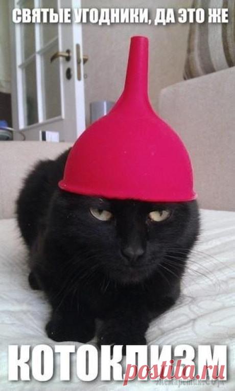 "Коты и др."