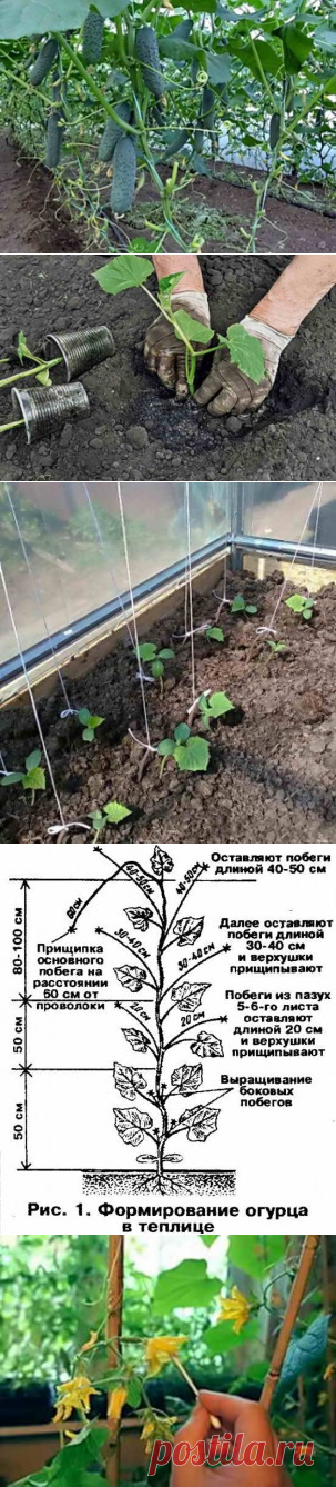 Выращивание огурцов в теплице: от посева семян до сбора урожая | Дача - впрок