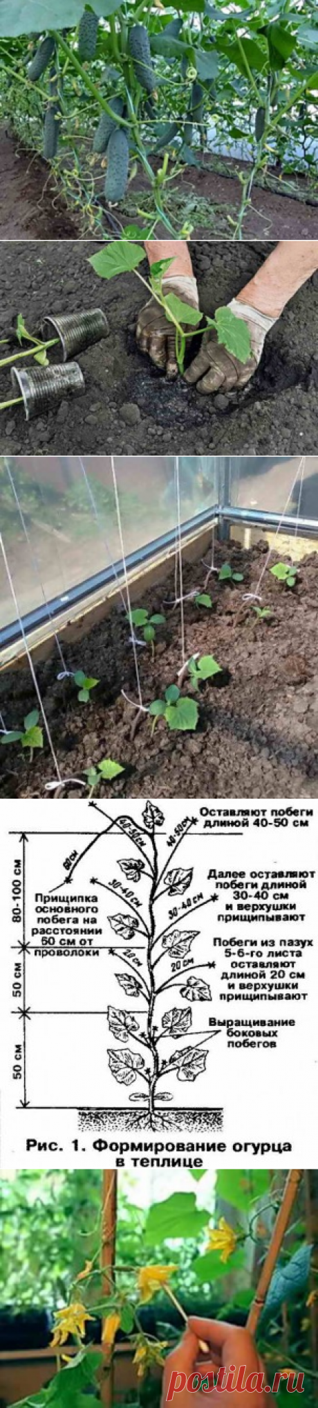 Выращивание огурцов в теплице: от посева семян до сбора урожая | Дача - впрок