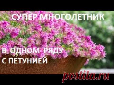 ЭТОТ МНОГОЛЕТНИК  НЕ УСТУПИТ  по КРАСОТЕ и ОБИЛИЮ ЦВЕТОВ даже ПЕТУНИИ.  СУПЕР ЭФФЕКТНЫЙ МНОГОЛЕТНИК