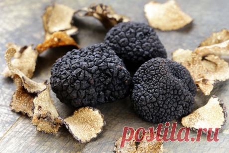 Интересные факты о трюфелях В этой статье мы рассмотрим, как выглядят, где растут и как находят трюфели. Также мы подробно расскажем о таких самых популярных видах этих грибов: французские и итальянские трюфели, зимние и летние трюфели, китайские трюфели …