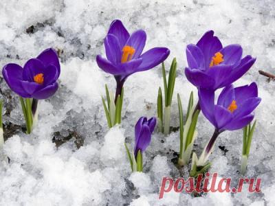 31 марта — Кирилл - Дери полоз