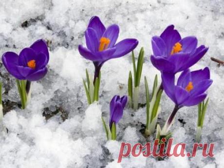 31 марта — Кирилл - Дери полоз