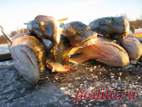 Щучий "ликбез" 
Ловить щуку зимой не сложно: необходимо оказаться в нужное время над засадой "зубастой разбойницы". Если проанализировать все мои удачные выезды за хищницей, то именно такое объяснение лучше всего по…