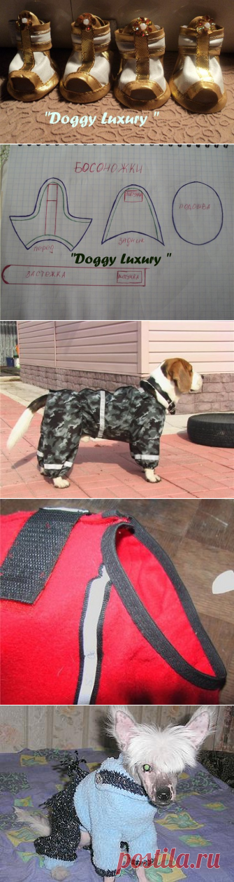 Одежда для собак | Записи в рубрике Одежда для собак | Дневник arzu1