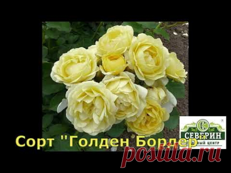Обзор сортов роз флорибунда