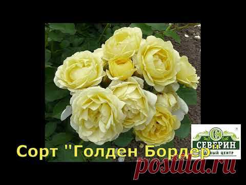 Обзор сортов роз флорибунда