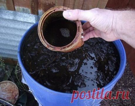 Рецепт удобрения, пользуюсь уже года четыре. Очень здорово! 
 
Много лет назад в моде были японские бактерии, у нас это"Байкал", "Сияние" и прочие дела. Но они у нас все время кочевали из магазина в магазин. Я плюнула на это дело и сделала "Байкал" своими руками. 
 
Нужно: 
ведро навоза или помета 
ведро листового перегноя из леса 
ведро древесной золы 
3-х литровая банка браги (100 гр дрожжей залить теплой водой, добавить сахар или старое варенье, пусть бродит неделю) 
черные сухари, 
прокисш