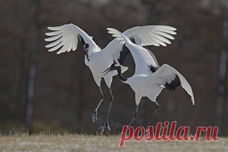 Фотография Dancing cranes из раздела фотоохота №5366355 - фото.сайт - Photosight.ru