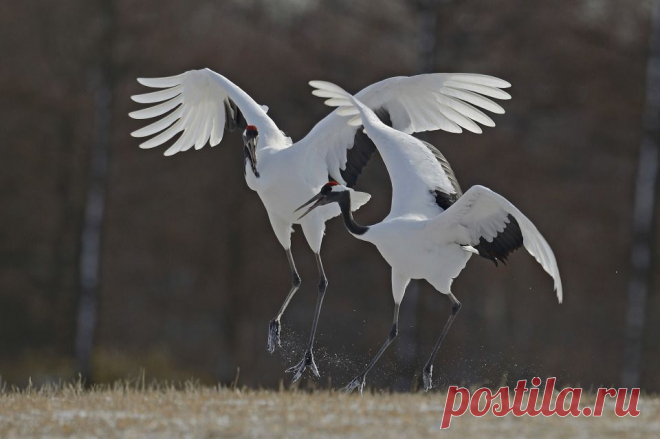 Фотография Dancing cranes из раздела фотоохота №5366355 - фото.сайт - Photosight.ru