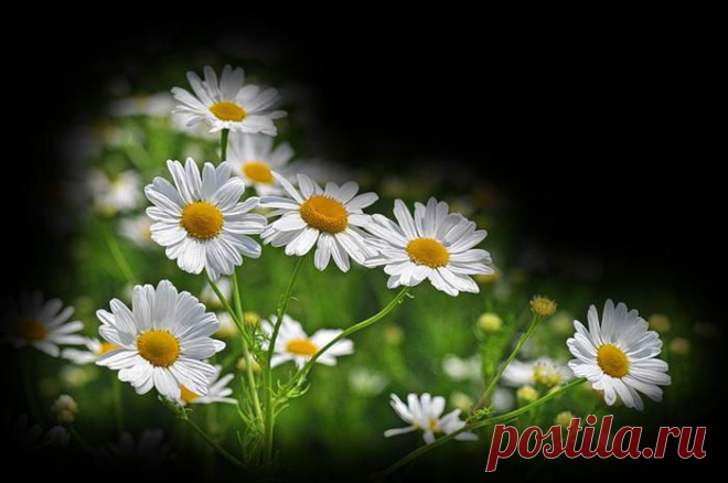 Знакомые с детства родные ромашки
Мы рвем на лужайке у тихой реки,
Как белые звезды , средь розовой кашки
Они развернули свои лепестки....