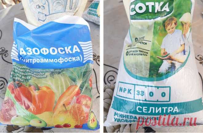 Кормлю клубнику, чтобы дать ей мощный толчок для роста и закладки будущей почки | Уральский Садовод | Яндекс Дзен
