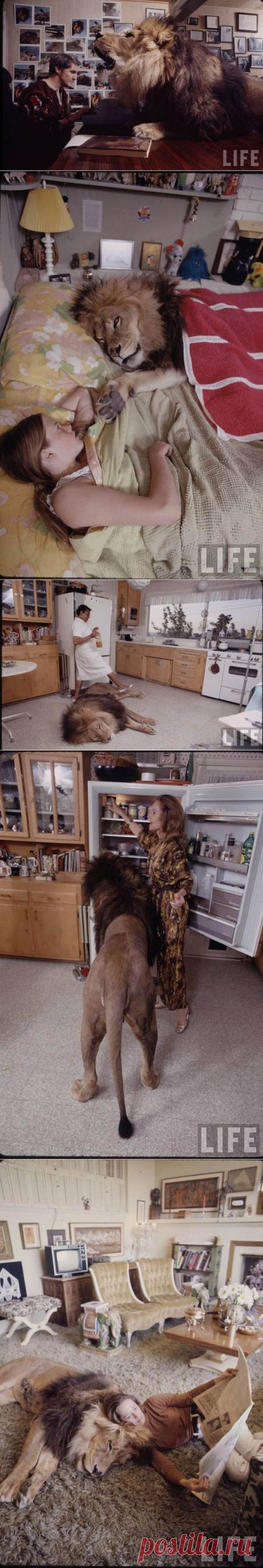 Лев в качестве домашнего питомца • НОВОСТИ В ФОТОГРАФИЯХ