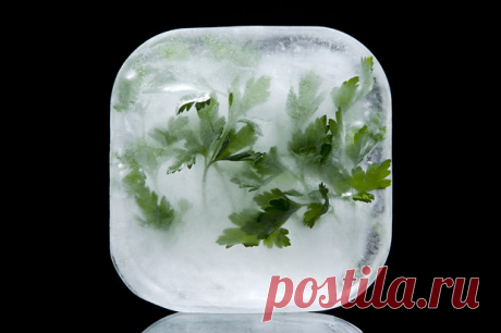 Лед с петрушкой для протирания лица — www.wday.ru