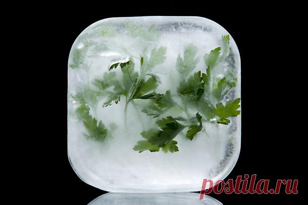 Лед с петрушкой для протирания лица — www.wday.ru