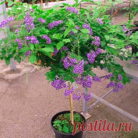 Комнатное растение Дуранта (Duranta). Невысокий кустарник, произрастающий на территории Флориды, Мексики, Бразилии. Назван в честь врача и ботаника Кастора Дурантеса (XVI в.). Дуранты очень часто используются для озеленения объемных помещений, интерьеров, холлов. Лилово-голубые цветки многочисленные, небольшого размера, собраны в кистевидные соцветия, появляются на концах ветвей. Крону растения рекомендуется формировать с помощью прищипки и обрезки.