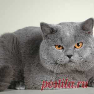 Кот нахамил хозяину, а потом извинился. Очень смешной говорящий котяра(видео) - МирТесен