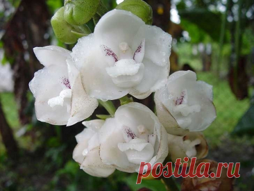 Прекрасная орхидея Перистерия Элата ( 40 фото )