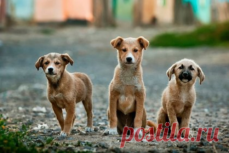 В Южной Корее приняли закон о запрете употребления собак в пищу. Правительство Южной Кореи приняло закон, запрещающий употребление в пищу мяса собак. Законопроект предусматривает запрет на разведение собак на убой, а также разделку и распространение собачьего мяса. Нарушителям будет грозить до двух лет тюремного заключения или штраф в размере до 30 миллионов вон.