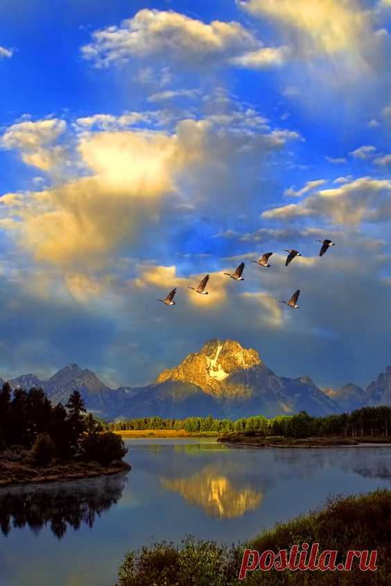 Canada Geese, Grand Tetons National Park от пользователя Mark Lissick на Fivehundredpx  |  Pinterest • Всемирный каталог идей