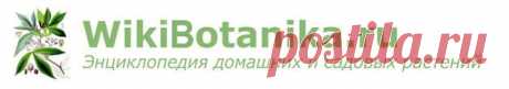 Белокрылка. Как избавиться | WikiBotanika.ru