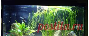 Оформление аквариума
