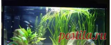 Оформление аквариума