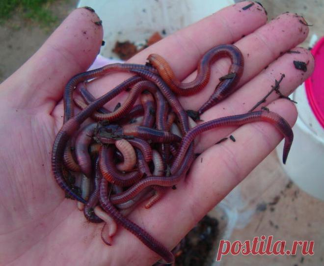 Уловистые черви для рыбалки своими руками
