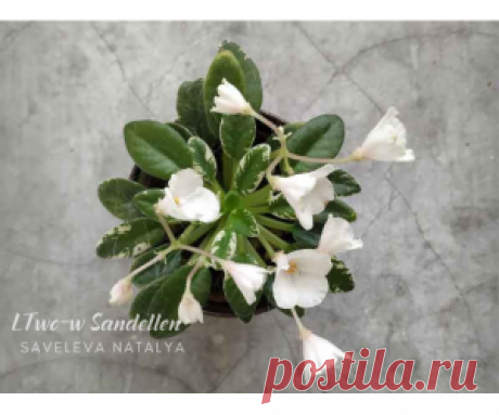 Two-w Sandellen
