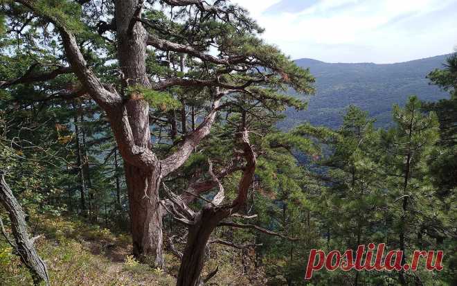 Боткинская тропа здоровья, была проложенная в 1901–1902 гг. группой активистов Крымско-Кавказского горного клуба. Тропа была названа в честь прославленного доктора после его смерти. К слову сказать, тропа начинается от «Поляны сказок» – музея деревянной скульптуры, расположенного на западе Ялты, примерно в 730 м от Южнобережного шоссе. Маршрут заканчивается у скалы с красивым названием Ставри-Кая.