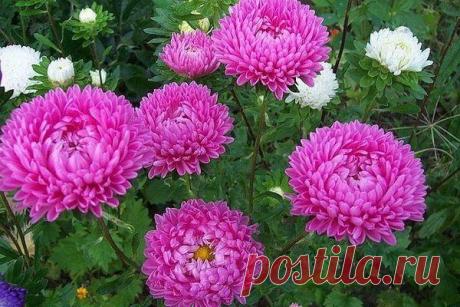 СЕКРЕТ ВЫРАЩИВАНИЯ АСТР