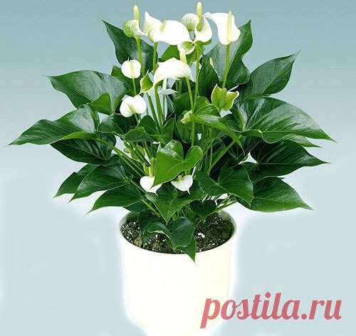КОМНАТНЫЙ ЦВЕТОК 