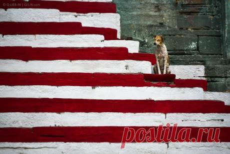 «Полосатая жизнь» Набережная реки Ганг, Варанаси, Индия. Автор фото – Q-lieb-in: nat-geo.ru/photo/user/52530/