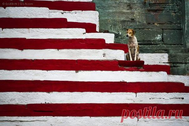 «Полосатая жизнь» Набережная реки Ганг, Варанаси, Индия. Автор фото – Q-lieb-in: nat-geo.ru/photo/user/52530/