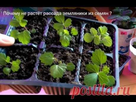 Почему не растёт рассада земляники из семян?