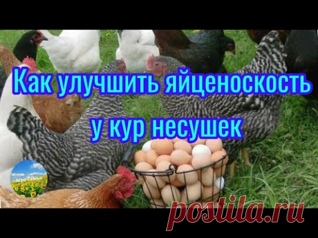Секрет раскрыт! Ваши куры будут нестись всегда!












#яйценоскость #куры #курынесушки #птица #селезни #птицеводство #курятник #домашниекуры #яичнаяптица https://www.dobrososedstvo.ru/catalog/20/868.html
Вы отметили максимальное количество друзей (64) на этой фотографии.
В данный момент вы не можете отметить человека на фотографии.
Пожалуйста, попробуйте позже.
Фотография недоступна этому человеку