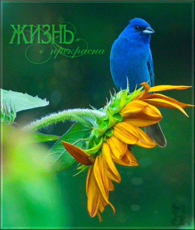 Мой Мир@Mail.Ru