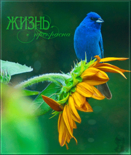 Мой Мир@Mail.Ru