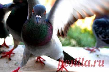 Мой учитель литературы называл голубей «городскими ублюдками» | Чёрт побери