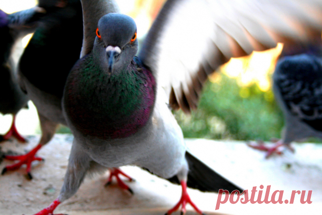 Мой учитель литературы называл голубей «городскими ублюдками» | Чёрт побери