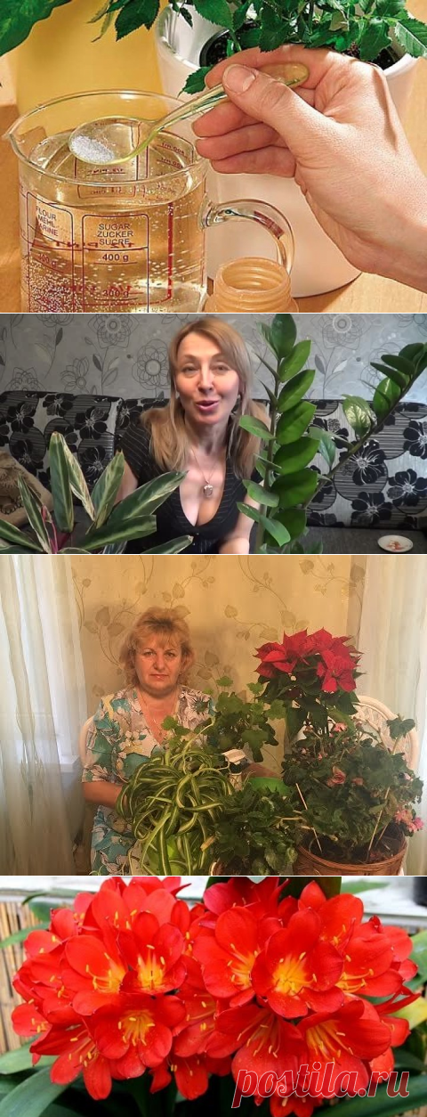 ПОДКОРМКА РАСТЕНИЙ  ЗИМОЙ