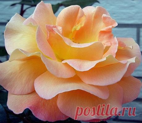 Приложение &quot;Открытки&quot;
николай вдовиченко