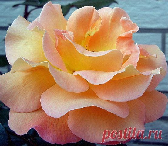 Приложение "Открытки"
николай вдовиченко