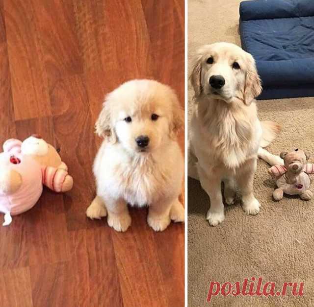 43 трогательные фотографии, показывающие, что домашним питомцам мягкие игрушки нужны не меньше, чем детям / Питомцы