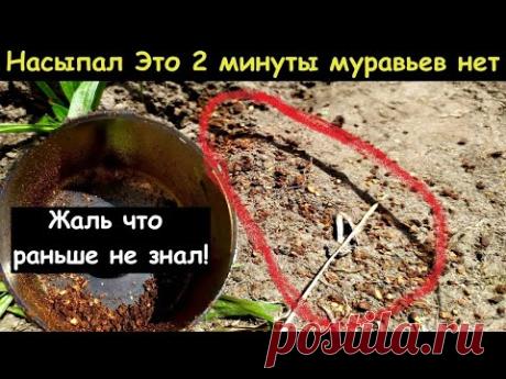 МУРАВЬИ БОЯТСЯ ГВОЗДЬ. СРАЗУ УЙДУТ НАВСЕГДА! БЫСТРЫЙ СПОСОБ КАК ИЗБАВИТЬСЯ ОТ МУРАВЬЕВ